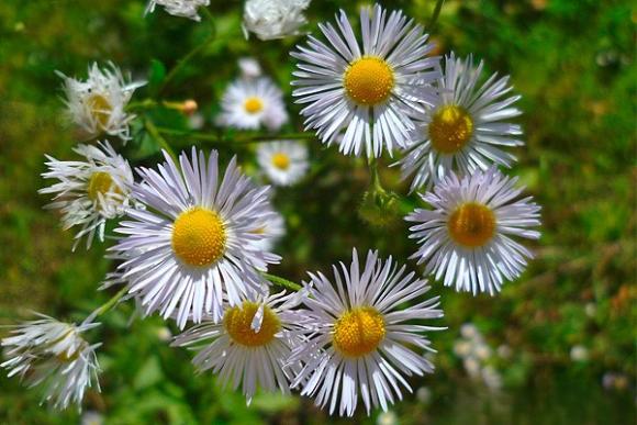 Berufkraut Erigeron annuus