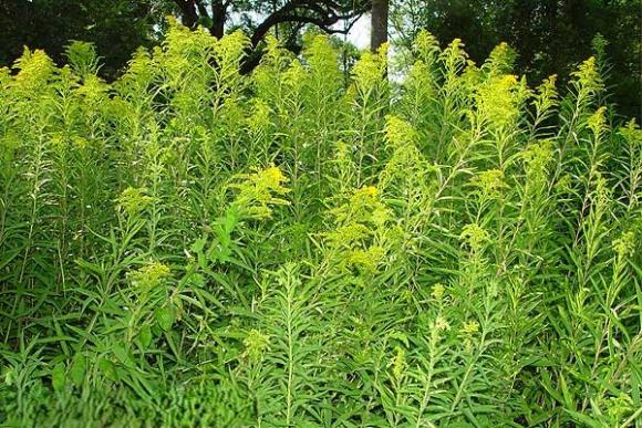 Nordamerikanische Goldruten Solidago canadensis/gigantea