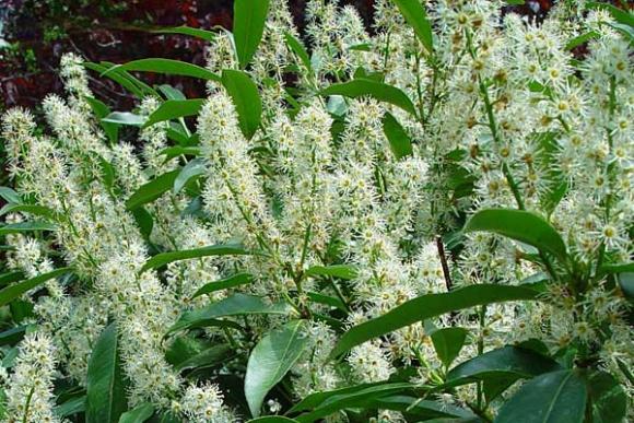 Kirschlorbeer Prunus laurocerasus