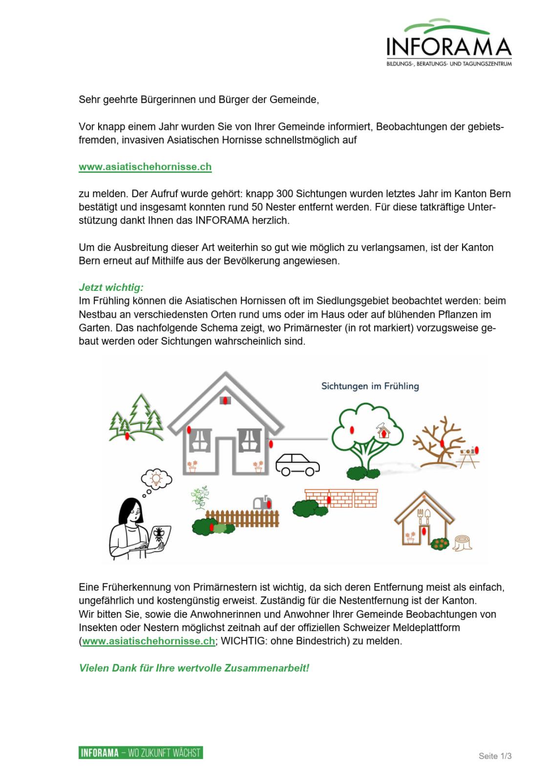 Wichtige Informationen zur asiatischen Hornisse