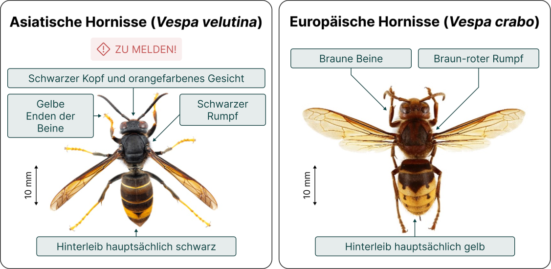 Asiatische Hornisse