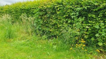 Der Bereich entlang der Hecke, Sommer 2024