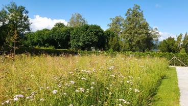 Wildbienenkreisel, Sommer 2022