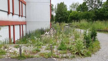 Ruderalfläche nach einem Jahr, Sommer 2024