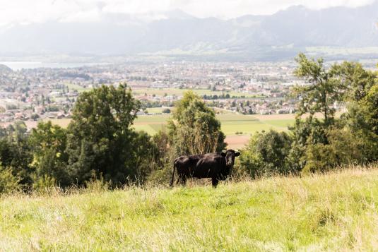 Blick auf Steffisburg