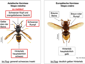 Wichtige Informationen zur asiatischen Hornisse